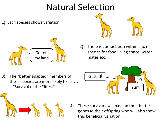 an analysis of the natural selection to survival of the fittest Darwin and natural selection darwin came to describe this process as the survival of the fittest analysis of 13h century. an analysis of the natural selection to survival of the fittest Darwin and natural selection darwin came to describe this process as the survival of the fittest analysis of 13h century.