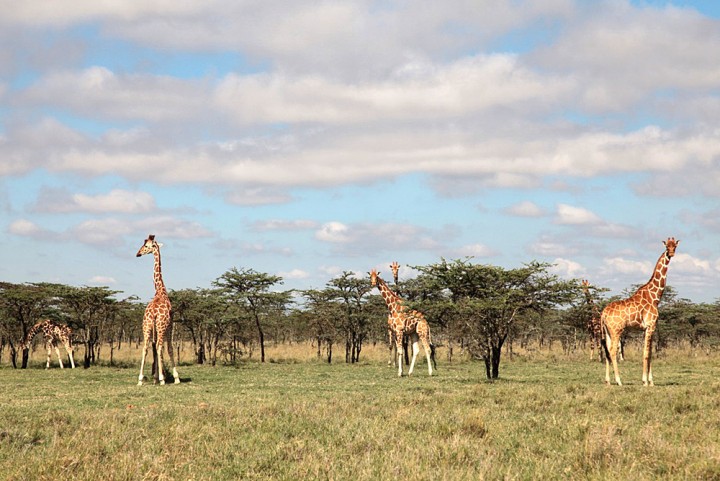 Sabana Afrika